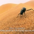 【地球脉动2】沙漠甲虫的取水之路