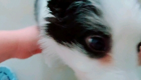 edf811cc7d0bb7e02eebd389f8c31d504765b562.jpg@280w_158h_1c_100q.jpg