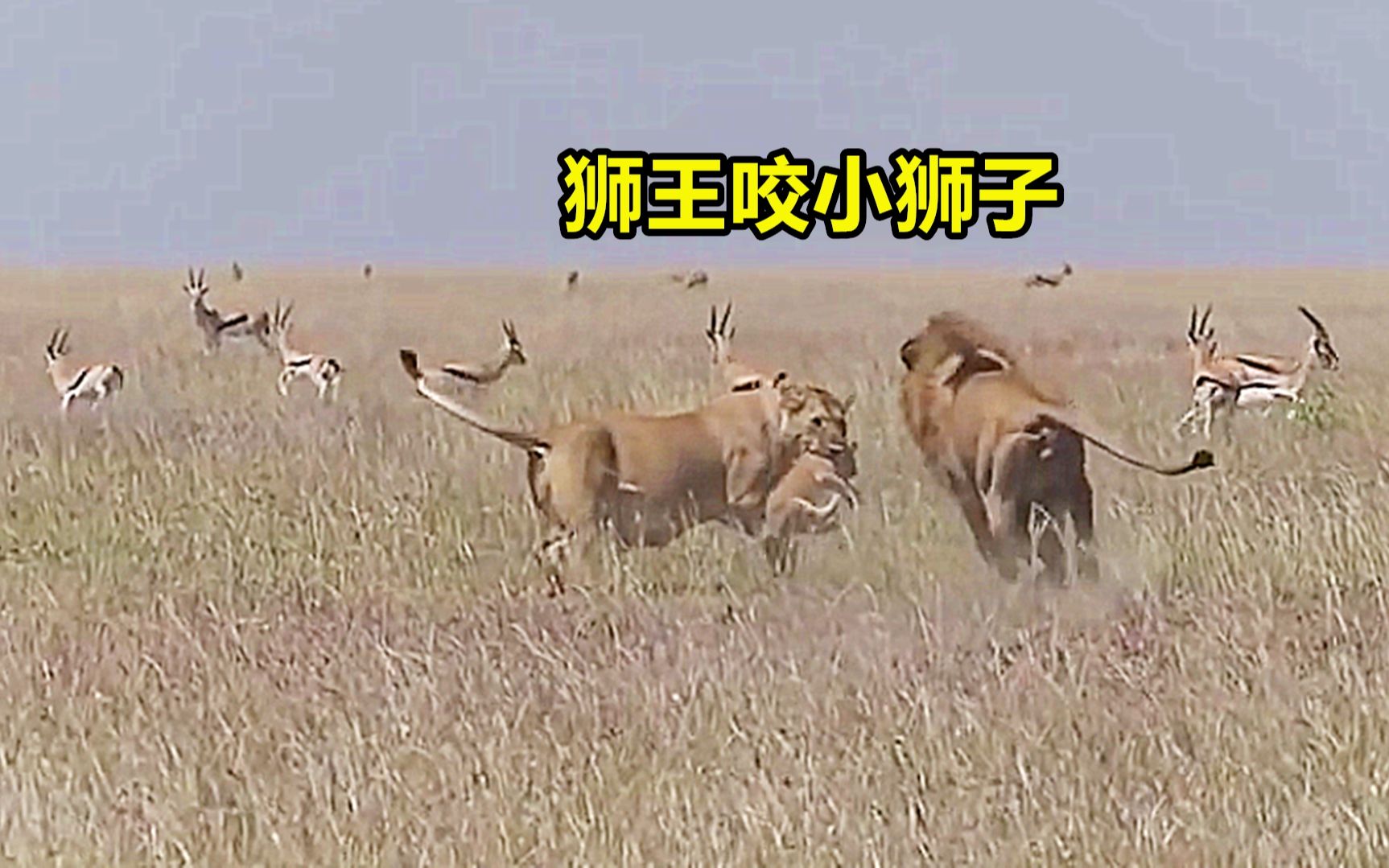 狮王飞奔向母狮，试图咬死小狮子，得知是自己儿子笑得合不拢嘴