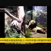 日本NHK电视台报道阔别故土13年的中国大熊猫回到祖国怀抱（英语原声新闻 夸克浏览器中文网页翻译见简介