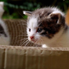 可爱猫猫·花园里的小奶猫·特写镜头