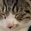 猥猥琐琐喵，声音大点食用更佳