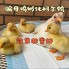 骗母鸡孵化柯尔鸭，孵化率和成活率都很高