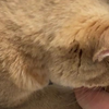 想让猫咪长肉怎么吃