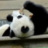 中外大熊猫（2）来了，（3）明天做
