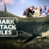 鲨鱼攻击实录 第一季全六集 Shark Attack Files