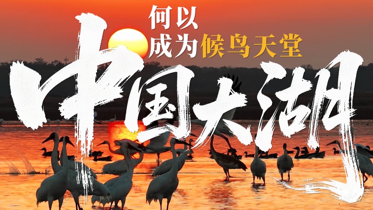 中国大湖，何以成为候鸟天堂？
