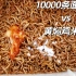 10000条面包虫吃黄焖鸡米饭 我麻了…