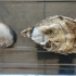 餐桌上的动物学-2      牡蛎和蛤蜊只是笼统的称呼，不会分类，但不影响看内部结构