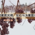 现代农业之——雪葡萄采摘、加工与冰葡萄酒酿造（老王讲糖系列视频)
