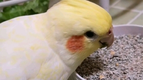 怎么教鹦鹉说话的视频 ee4aad0b4fbb1458a2e648eabfcfd928795dd6e8.jpg@280w_158h_1c_100q.jpg