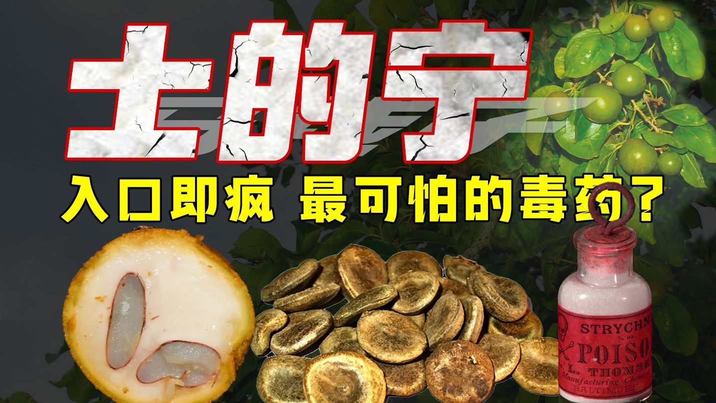 马钱子、牵机、士的宁：扭曲痉挛，能把人活活累死的毒药！【人类下毒史04】