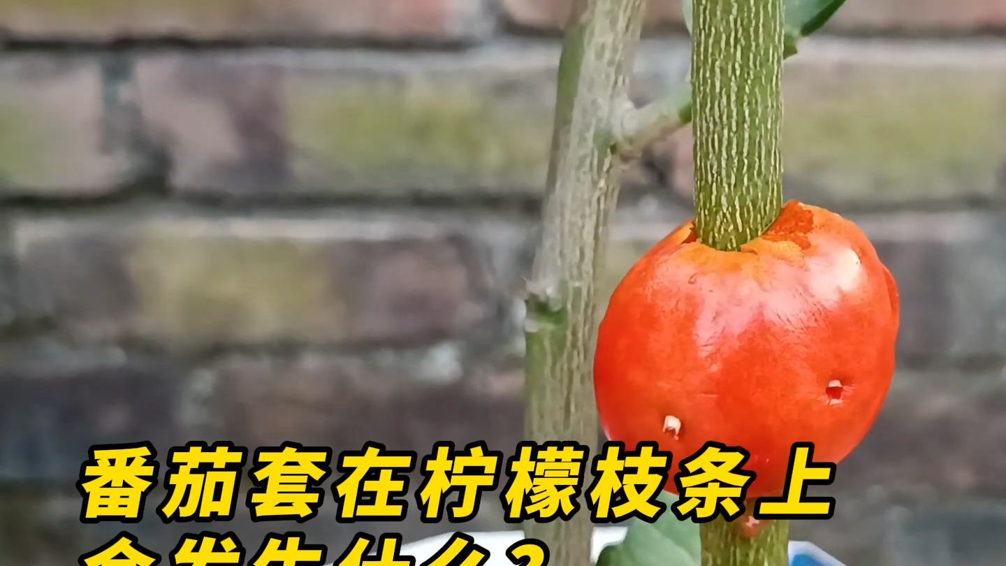 把番茄夹在柠檬树枝条上，套上塑料杯装满土，神奇的事情发生了！