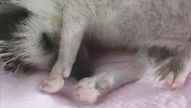 刺猬视频真正的刺猬 ee780523fa5b37c4693e4889be124ae644d635cc.jpg@280w_158h_1c_100q.jpg