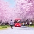 新海诚式感性美学之旅VLOG 日本北陆樱花季荧光乌贼发现之旅