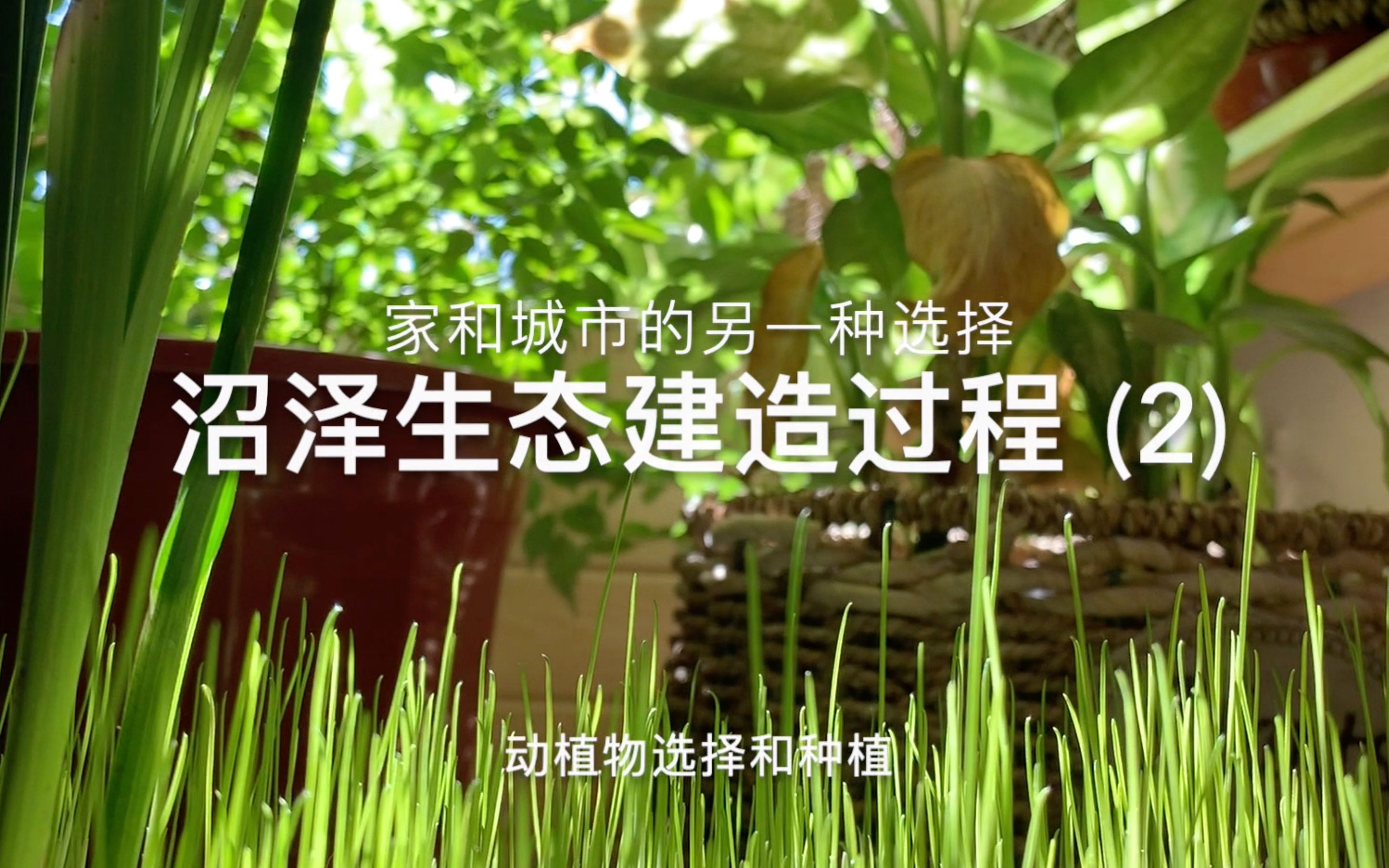 松爷私制沼泽过滤生态建造过程2动植物选择和种植