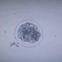胚胎切割1