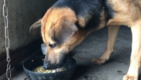 狗为啥吃茶叶 ee981b5cb87f3b4bd522c47a7a5cfa15062d5157.jpg@280w_158h_1c_100q.jpg