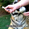 胆大男子面对强壮的老虎，竟然和它进行肉搏，究竟男子为何如此做