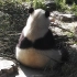 【大熊猫】萌小：讨厌，不要乱扔东西啦