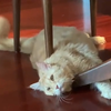 缅因猪被卡脖子