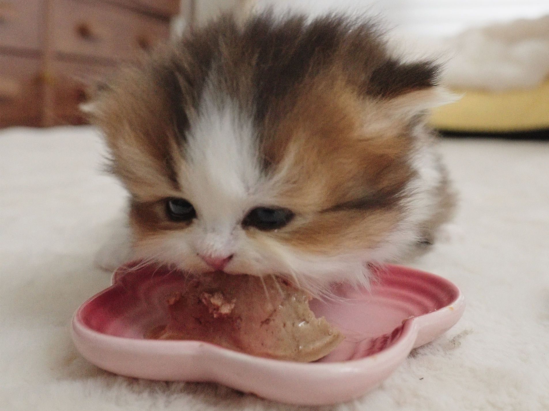 当小奶猫第一次吃罐罐，这也太馋了吧！