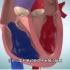 心脏肯定是最完美的发动机，心脏的工作原理，3D演示。。