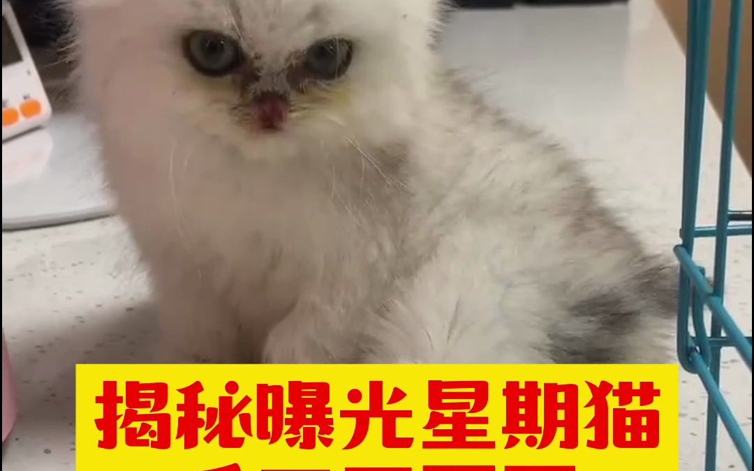 你不要在上当受骗了,揭秘星期猫后院猫的骗局!哔哩哔哩bilibili