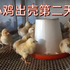 雏鸡2至5天喂开口药，预防沙门氏菌，这次育雏还是用的上次的方案