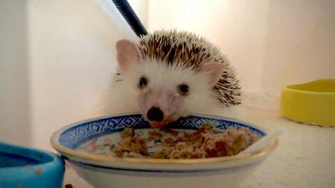 ef2df515c11ecf358c3aaf1df7657bf4421f46bc.jpg@480w_270h_1c