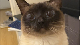 小猫咪叫声吸引小猫暹罗猫 ef3abe2bca5f0140e629dfadbd8f4ac6e9d4d7c7.jpg@280w_158h_1c_100q.jpg