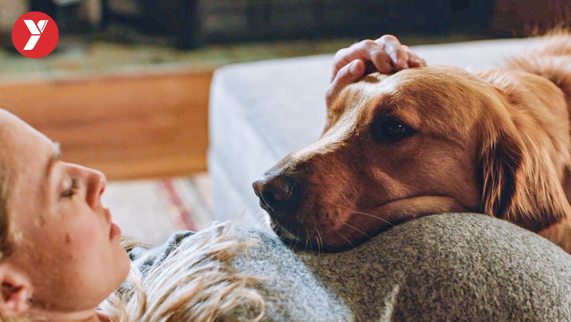 【越哥】狗界奥斯卡，从头哭到尾，好久没看到这么好哭的狗片了！