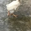 小鸡吃蚯蚓