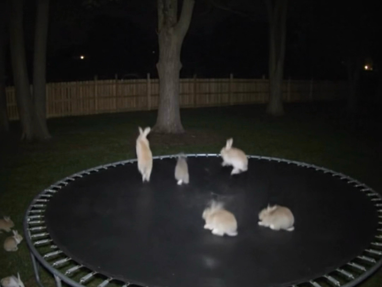 最近tiktok超火的兔子蹦蹦床的视频截止现在2千多万点赞，因为很多人没看出来是ai视频！完，老了要被骗去买保健品了