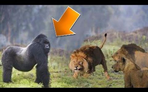 斗兽视频 大猩猩vs狮虎 第4期