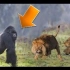斗兽视频  大猩猩VS狮虎 第4期