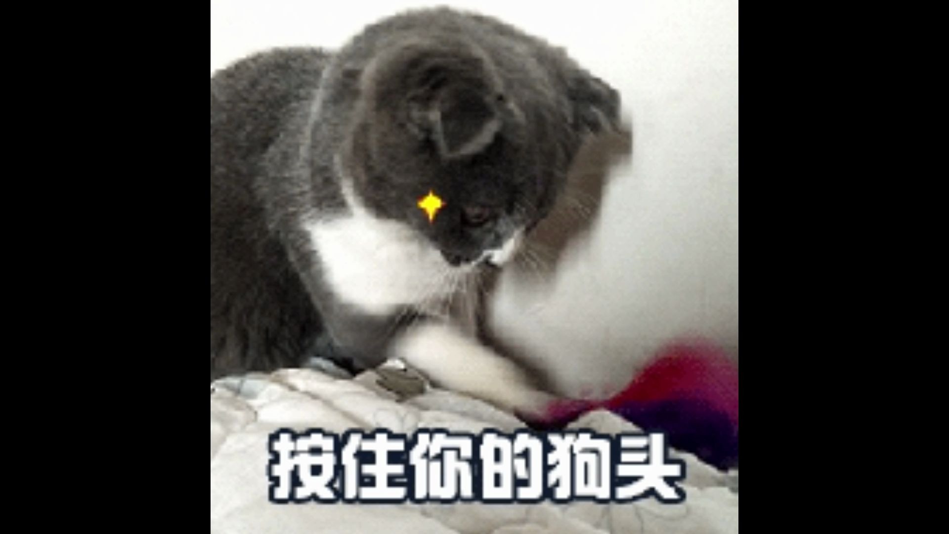 活动作品喵喵看什么看按住你的狗头