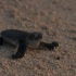 【BBC Earth】小动物的破壳生存之战 - 企鹅和绿海龟