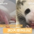在60万人的围观中长大，见证旅日团宠熊猫出生的30天