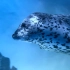《碧蓝航线》海豹保护宣传片——万物有灵，共护自然！