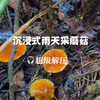 超级解压下雨天沉浸式采蘑菇（一