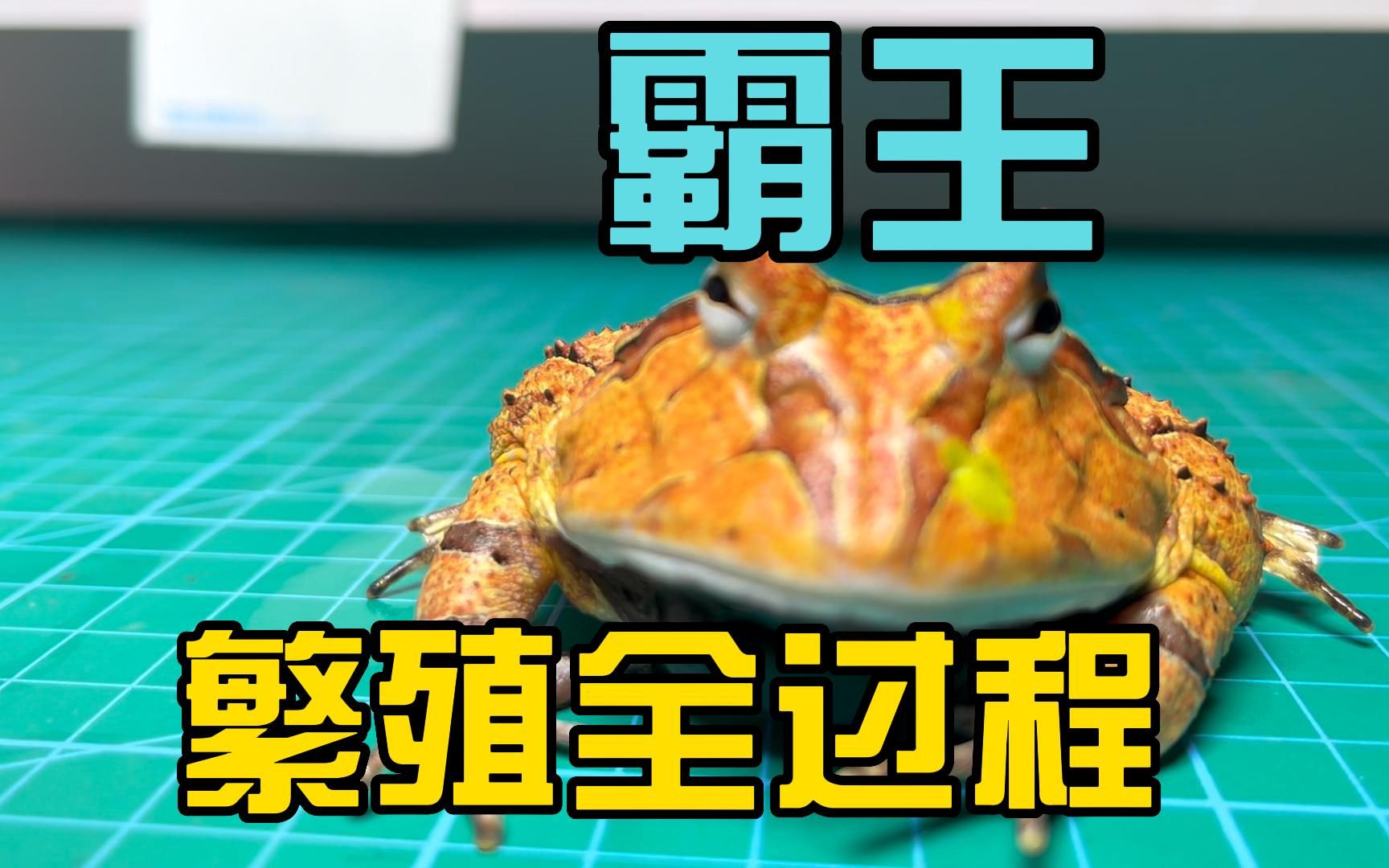 霸王角蛙蝌蚪繁殖饲养记录全过程