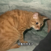 这两天小猫咪钻被窝好多静电呀，它在被窝里毛都被静电吸的炸开了