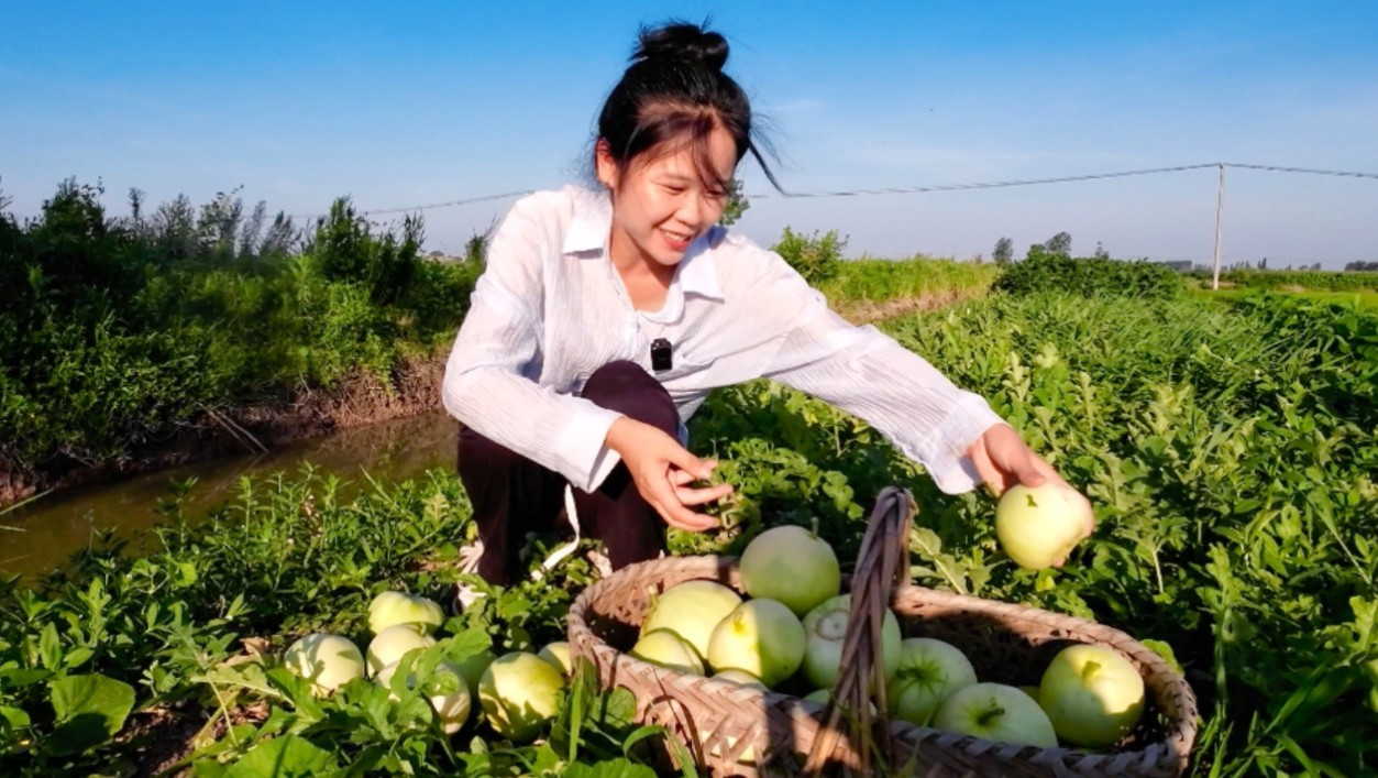瓜地闯入一群“偷瓜者”，满地香瓜少了大半，胆大包天媳妇直接气笑了