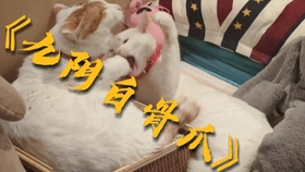 怎么才能让小猫服你 efb265cc59b825c413904e096f4b2bc845ee2951.jpg@280w_158h_1c_100q.jpg