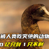 盘点被人类吃灭绝的动物，从50亿到1只不剩，仅用了百年时间