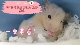 怎么养金丝熊小仓鼠 efe283a8a20869c507cee30bc75bc2877fdcde38.jpg@280w_158h_1c_100q.jpg