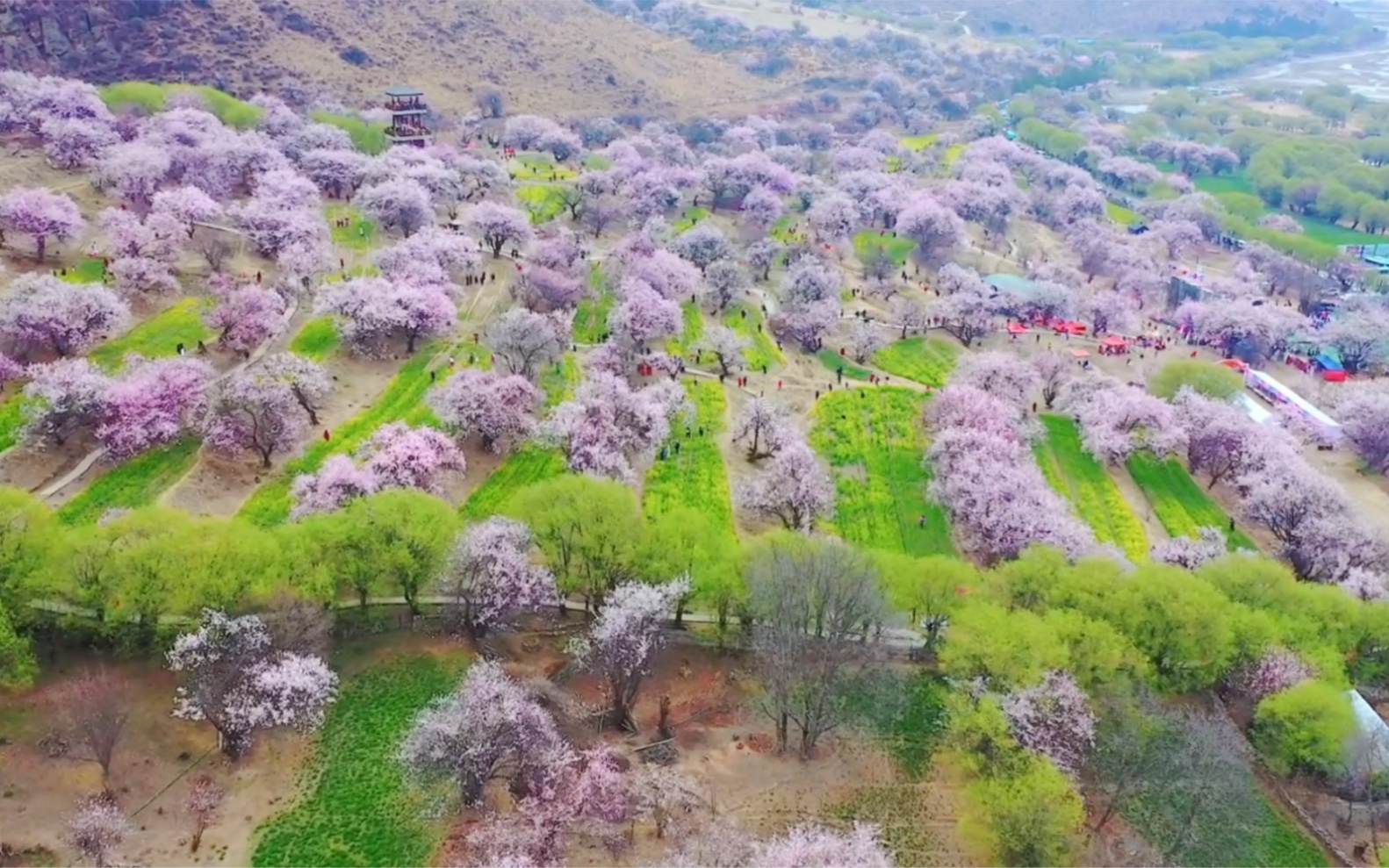 西藏林芝桃花有多美