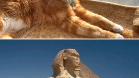 狮身人面像是不是猫 f0047a714da25ef93dd7b715b2dcfd19fb96bfec.jpg@280w_158h_1c_100q.jpg