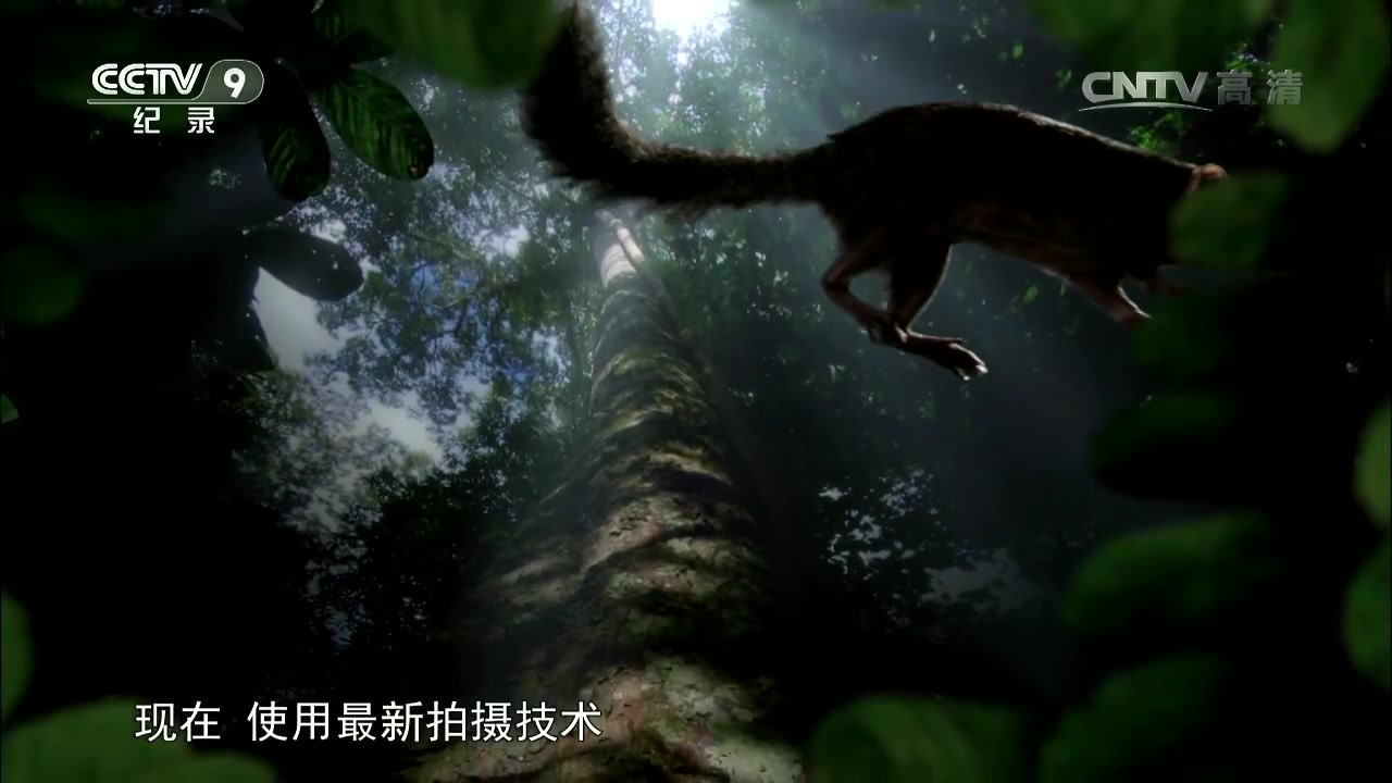 寰宇视野20140815隐秘王国都市丛林